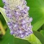 Pontederia cordata Flower