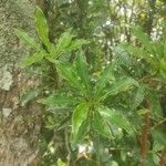 Pittosporum senacia Leaf