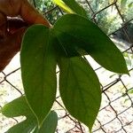 Passiflora platyloba Blad