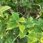 Prunus tomentosa Blatt