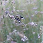 Eragrostis superba Other