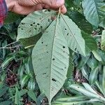 Vitex cooperi Hoja