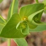 Euphorbia taurinensis Blüte