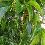 Citharexylum spinosum Плод