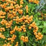 Pyracantha crenulata Frukt