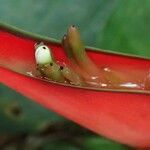 Heliconia bihai Bark