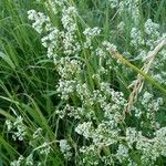 Galium mollugoFlower