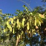 Dalbergia melanoxylon Плод