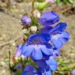 Penstemon scariosus 花