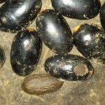 Ocotea atirrensis Fruto