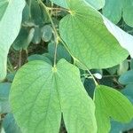 Bauhinia galpinii برگ