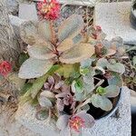 Kalanchoe crenataبرگ