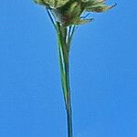 Rhynchospora alba Floare