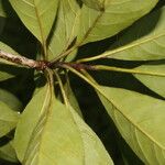 Terminalia ivorensis Blatt