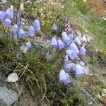 Campanula cochleariifolia Flower