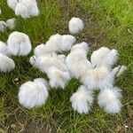 Eriophorum scheuchzeri Облик