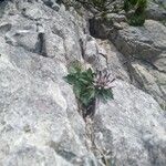 Physoplexis comosa 花