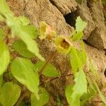 Scrophularia trifoliata Flower