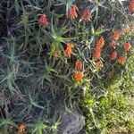 Aloiampelos ciliaris Flower