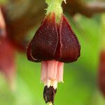 Ribes roezlii Flower