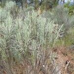 Artemisia filifolia Liść