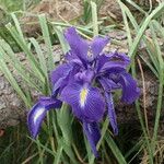Iris latifolia Flower