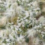 Cometes surattensis Lorea