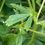 Potentilla aurea Feuille