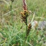 Carex bigelowii Blüte