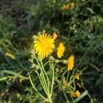 Sonchus arvensisFlower