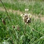 Plantago atrata Bloem