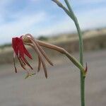 Oenothera suffrutescens Flor