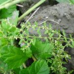 Polygonum plebeium Vekstform