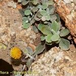 Phagnalon platyphyllum