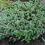 Abies koreana 整株植物