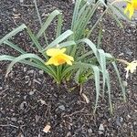 Narcissus jonquilla Fulla