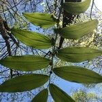 Polygonatum biflorum Φύλλο