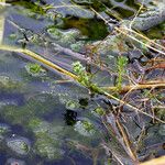 Myriophyllum verticillatum Хабит