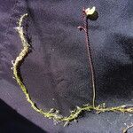 Utricularia minor 整株植物