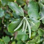 Garrya elliptica Fruitua