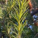 Banksia ericifolia List