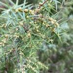 Juniperus oxycedrusFlower