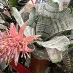 Aechmea fasciata Staniste