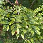 Calliandra haematocephala Blad