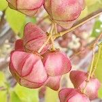 Euonymus latifolius Ffrwyth