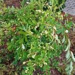 Exochorda × macrantha Habit