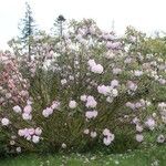 Rhododendron vernicosum Характер