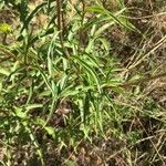 Inula salicina Likasa
