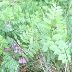 Vicia sepium 整株植物