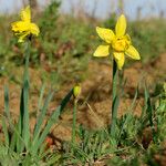 Narcissus × odorus Flower